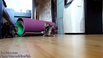 Funny Cats  Compilation  Cute Kittens from Chorus Line  Приколы с котами