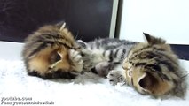 Funny Cats  Crouching Tigers stalking