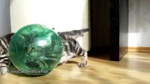 Funny Cats  Kitten wants to be astronaut  Part 1