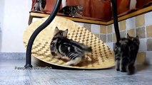 Funny Cats - Kittens on Slide