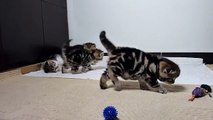 Funny cats. Ninja kittens train and play. Part 2. fluffy cat ninja tricks