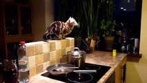 Funny cats. Stalking Cat vs UFO