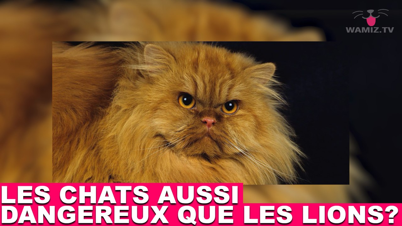 Les chats aussi dangereux que les lions? Réponse dans la minute chat #60