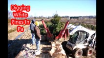 Vid 19001    Digging Pine Trees  Near Doylestown Pa