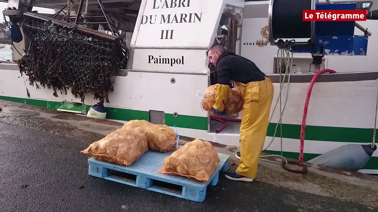 Loguivy-de-la-Mer (22). Le port de débarquement vit au rythme de la coquille