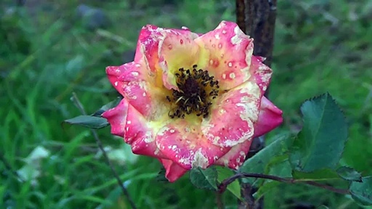 Letzte Rosen
