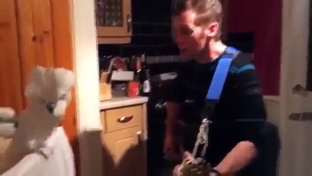 Попугаи танцуют под гитару