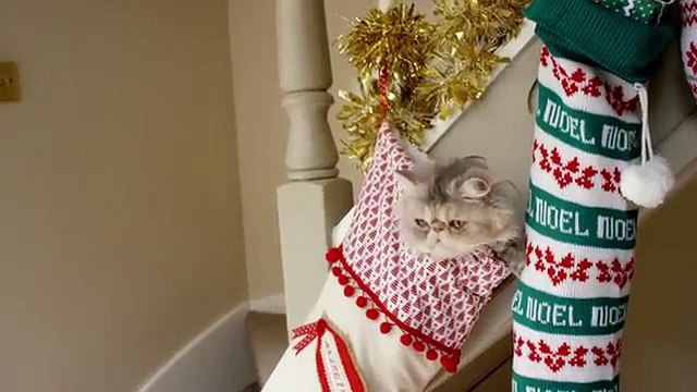 Les chats se déguisent pour les fêtes de Noël dans une pub
