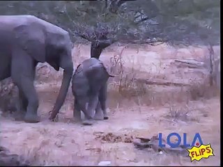 Elephant Dances to Dubstep - Video Dailymotion
