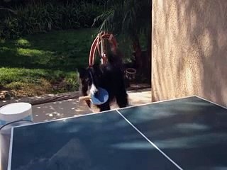 can your Dog Play Table Tennis