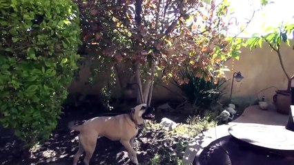 Rescuing a Dog Who Was Starved to the Brink of Death - Her Recovery Will AMAZE You! Please Share!