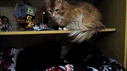 Кошки смешные