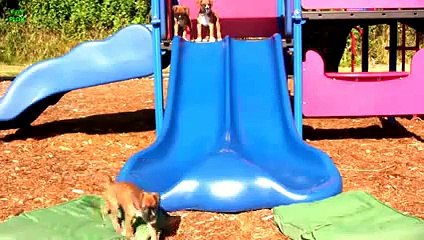 Puppies on Slides Compilation 2016 [HD]