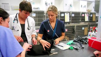 Veterinary Emergency and Specialty Center