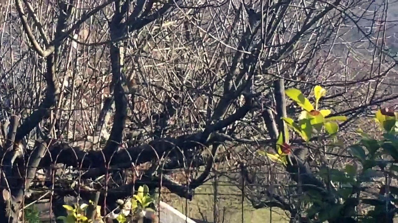 Les beautés de la nature oiseau rouge Gorge