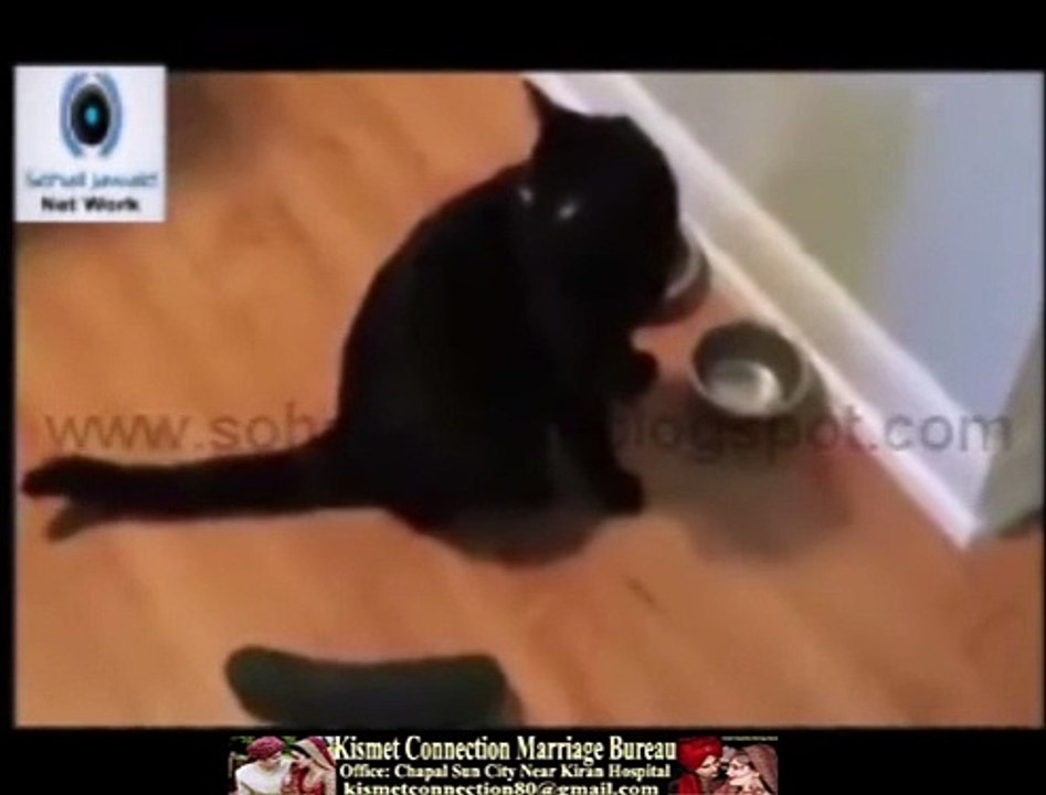 Funny Cats