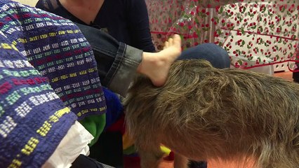 Des animaux pour accompagner des enfants polyhandicapés