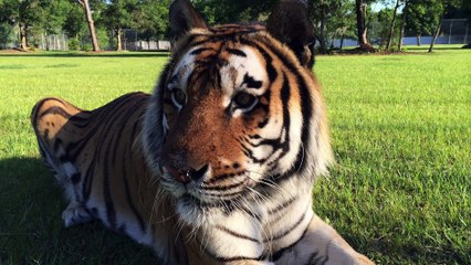 Saying Goodbye To Alex Tiger