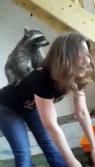Raccoon Climbs Girl's Back