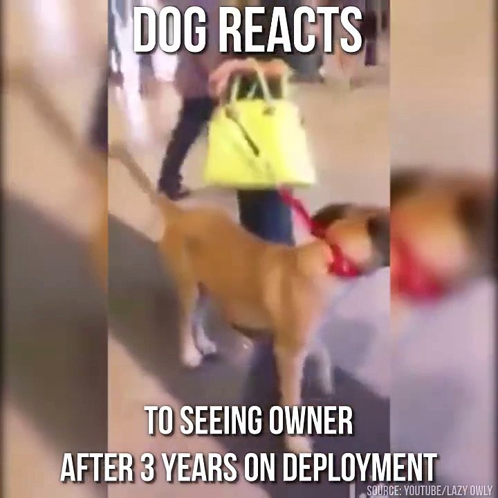 La réaction de ce chien devant son maitre parti 3 ans est génial !