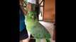 Einstein Parrot is Dancing and Laughing!