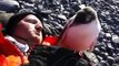 Baby Penguin Meets Human For First Time - Up Close and Personal