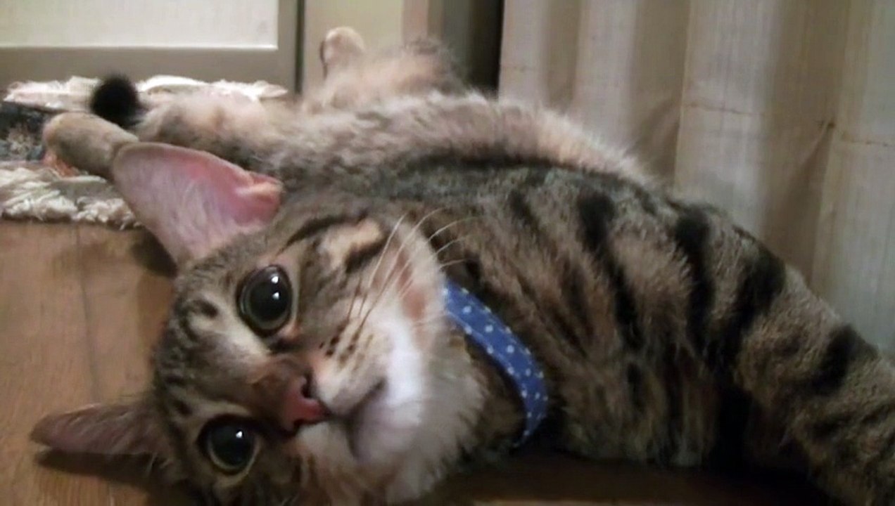 股を開いた状態で動かない猫（面白い＆可愛い子猫）Cat to relax and open the crotch．