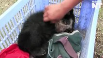 Orphan Bear Cub Rescued On Highway