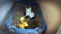 AMAZING cat feeding ducklings!!!