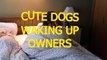 Cute dogs waking up owners - Funny dog compilation