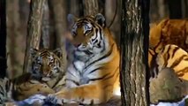 Wild Tigers Fighting for Survival Documentary