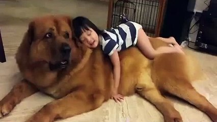 Giant sized dog in China