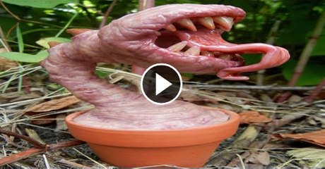 Venus Flytrap