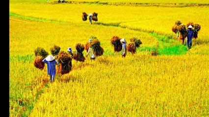 Đưa cơm cho mẹ đi cày - nhạc thiếu nhi