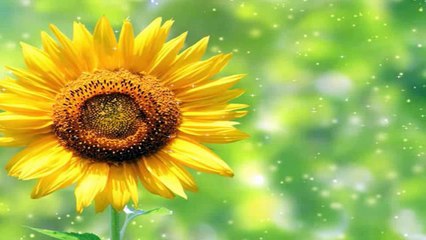 How to Install Renault Can Clip V153 Interface Software-