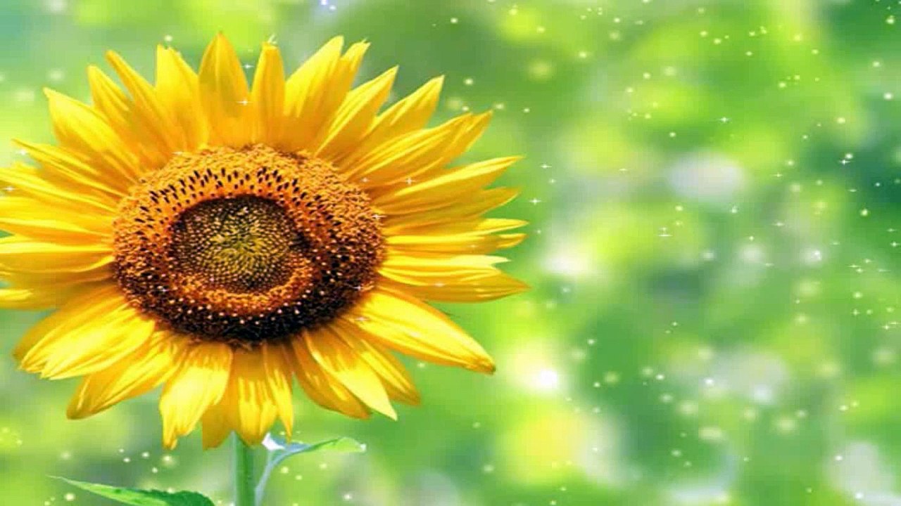 How to Install Renault Can Clip V153 Interface Software-