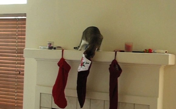 Pets Perplexed By Christmas Stockings