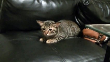 耳を上下に動かす猫で遊ぶ飼い主（面白い＆可愛い子猫）Cats move quickly ear up and down