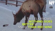 This Elk Was Caught Drinking Wine Out Of A Bottle