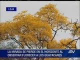 Guayacanes que asombran con belleza