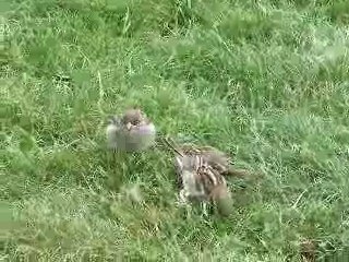 Sparrows