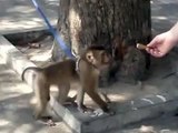 Кот играет с обезьяной