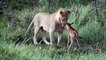 Lioness Playing with Wildebeest Calf and Saving Him form Lion