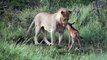Lioness Playing with Wildebeest Calf and Saving Him form Lion