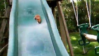 Hamster Goes Down Slide