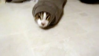 Hilarious kitten stuck in sweater sleev