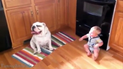 Cute Bulldogs Cuddling and Playing With Babies Dog & Baby Compilation
