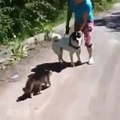 why CAT Jump over the Dog......See this