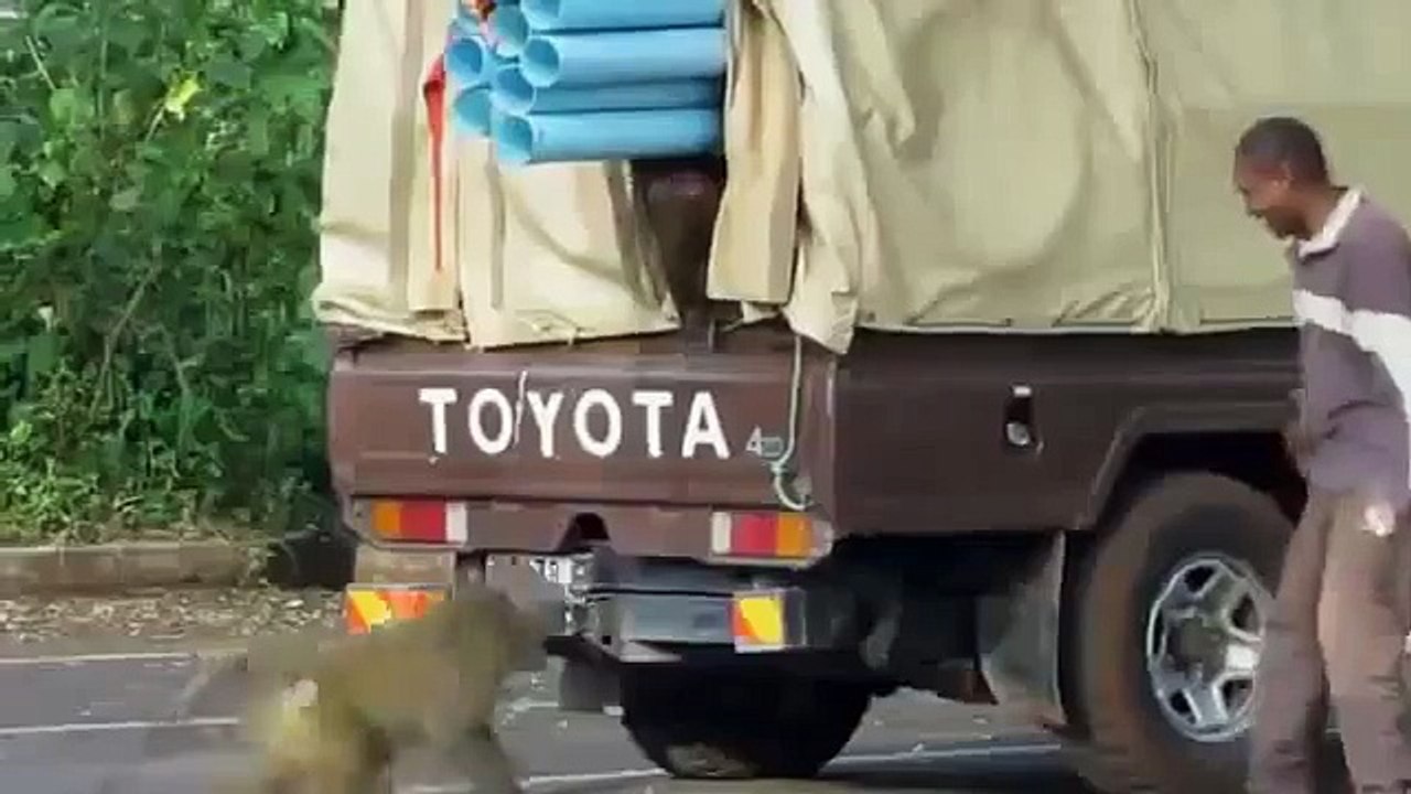 Обезьяны воришки
