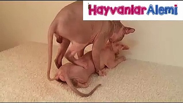 Hayvanlar Alemi - Garip kedilerin çiftleşmesi